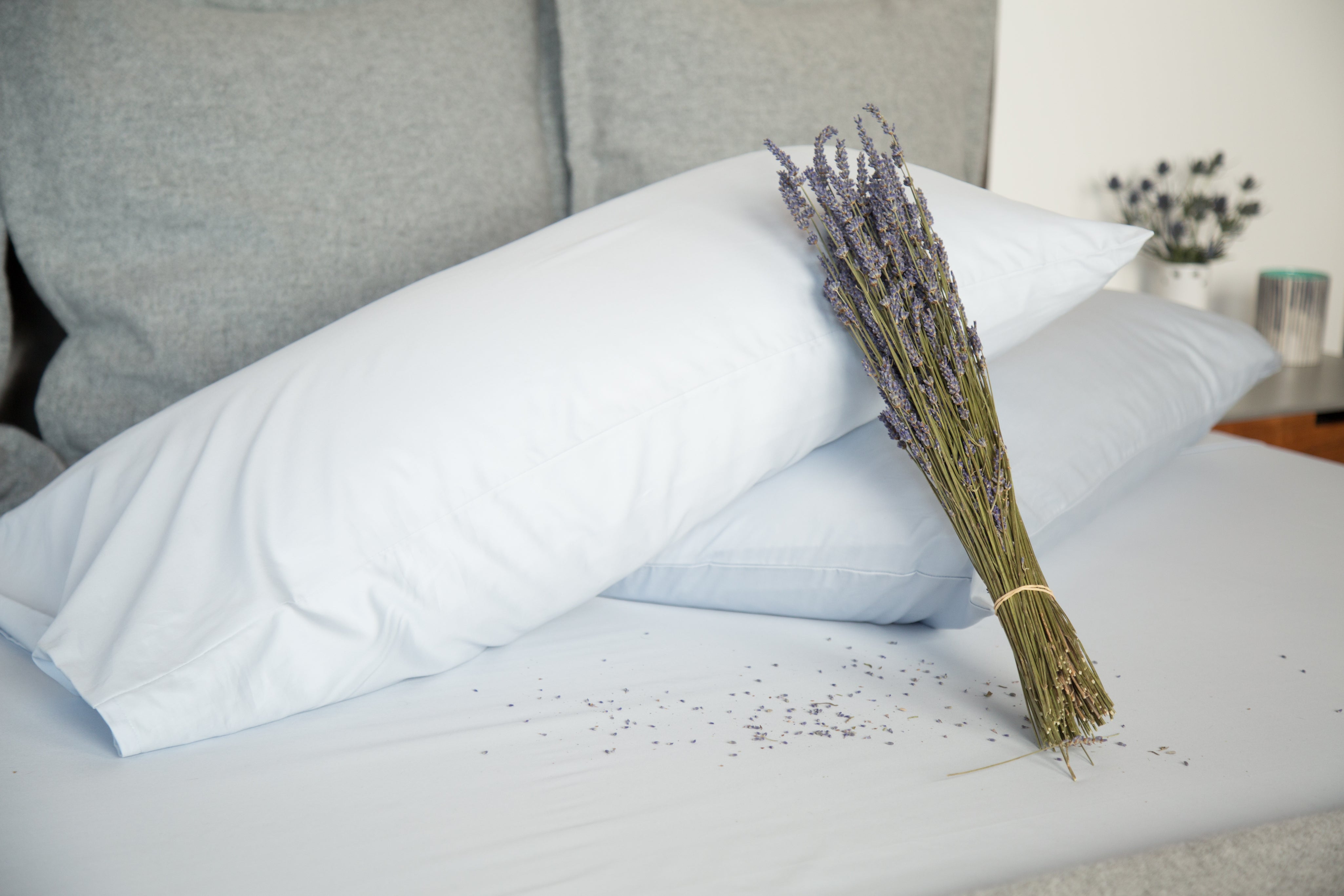 6 Indoor Plants That Actually Help You Sleep