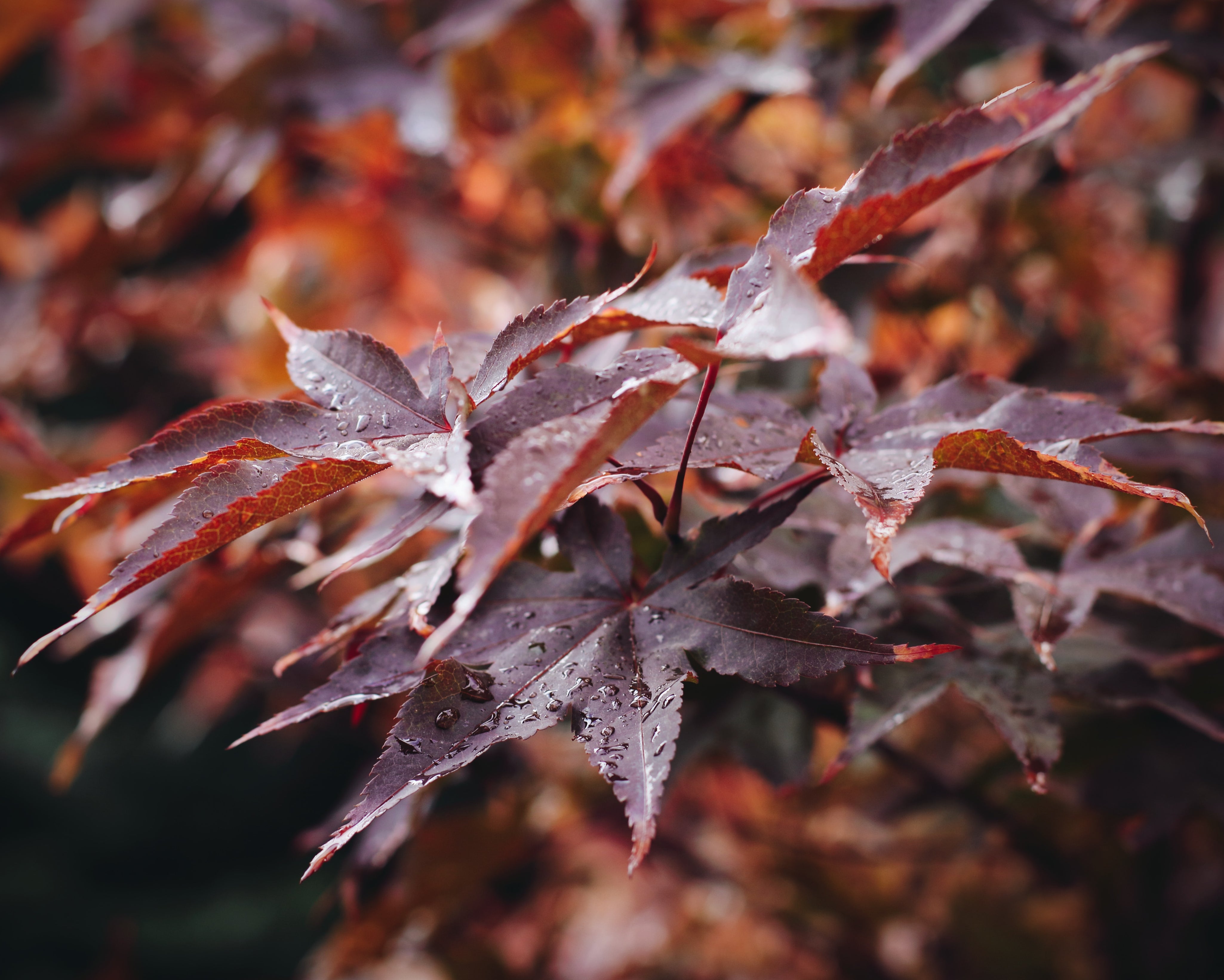 5 Ways to Revamp Your Sleep Routine for Fall